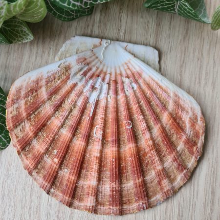 Scallop shell trinket dish blue and white delft design gold edges