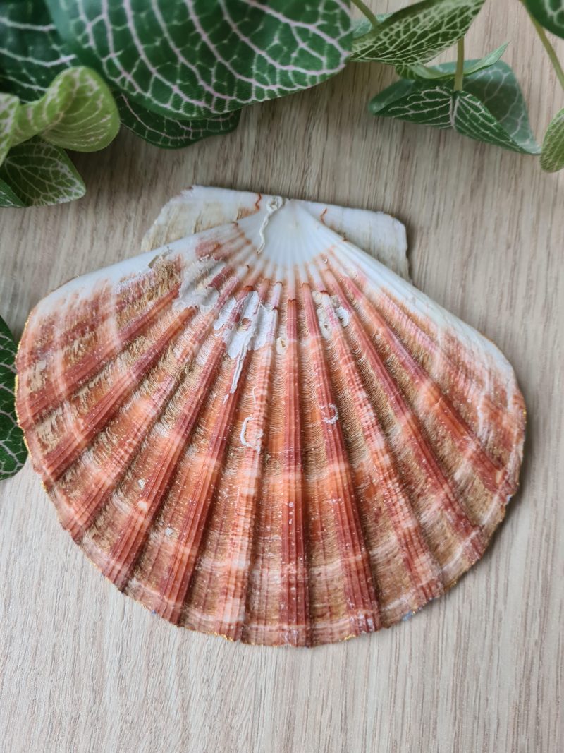 Scallop shell trinket dish blue and white delft design gold edges