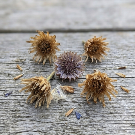 Cornflower mix 1g approx 200 seeds - FREE 1st Class Royal Mail Post