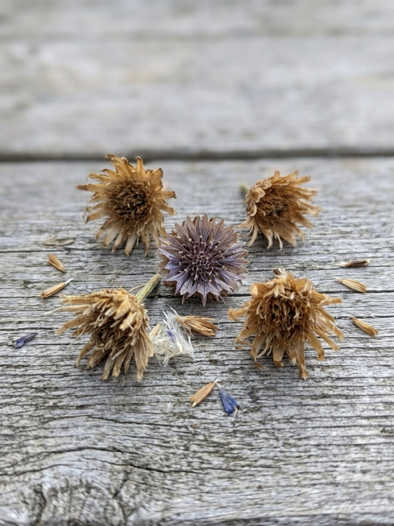 Cornflower mix 1g approx 200 seeds - FREE 1st Class Royal Mail Post