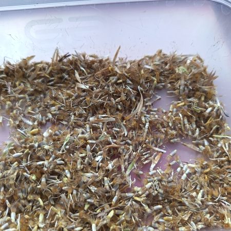 Cornflower mix 1g approx 200 seeds - FREE 1st Class Royal Mail Post