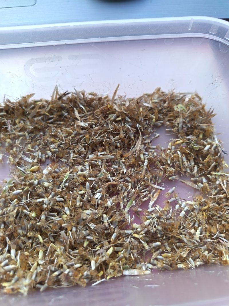 Cornflower mix 1g approx 200 seeds - FREE 1st Class Royal Mail Post