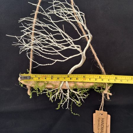 Small silver colour windswept tree on natural driftwood