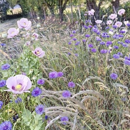 Cornflower and poppy seeds 1gram of each