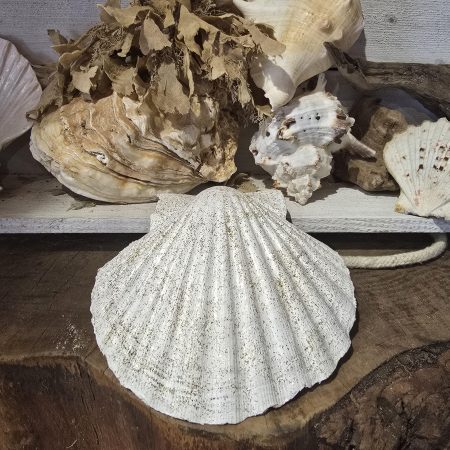Handmade Bee Design Ring Dish with Metal Stand and Seashell
