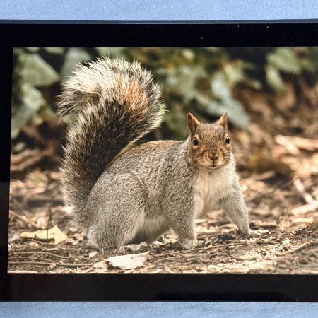 Squirrel in glass frame 8" x 6"
