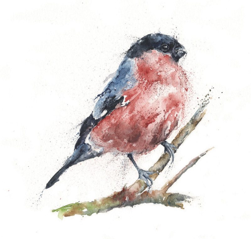 ‘Ben’ Bullfinch Greeting Card