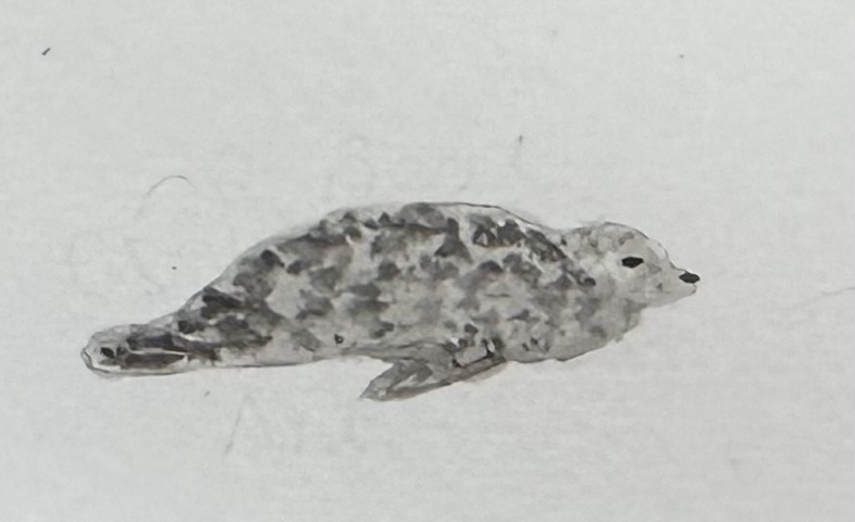 GRey seal artwork