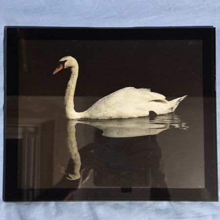 Mute Swan in 10" x 8" glass frame