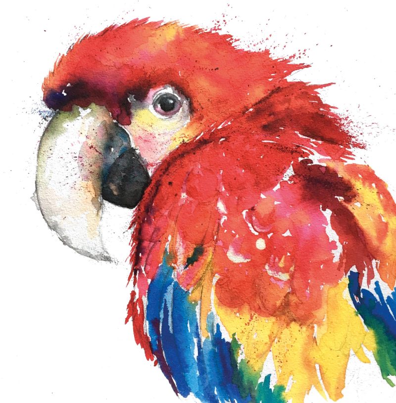 ‘Percy’ Parrot Greeting Card