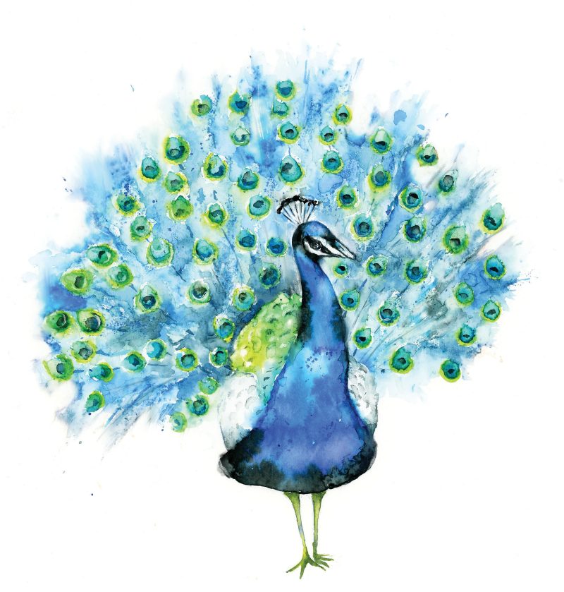 ‘Phillippe’ Peacock Greeting Card