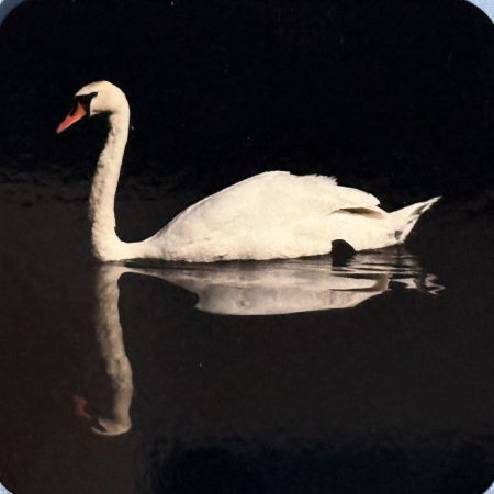 Mute Swan Coaster - Cork Back