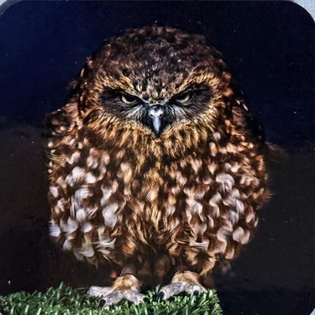 Owl Coaster - Cork Back