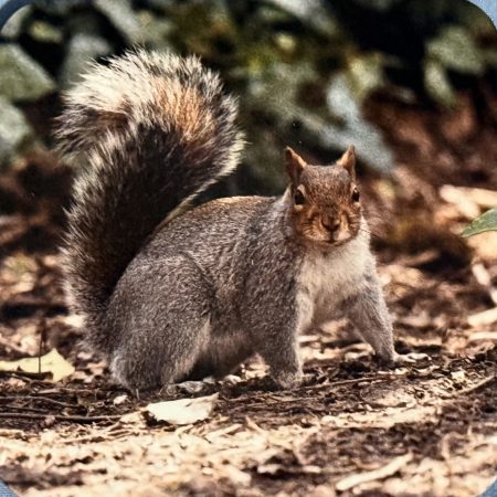 Squirrel Coaster - Cork Backed