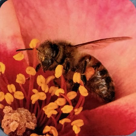 Bee on Red Flower Coaster - Cork back