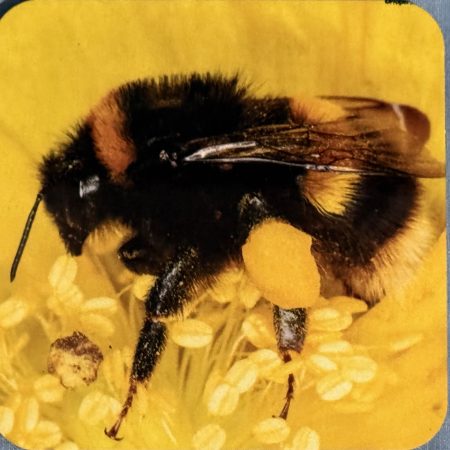Bee on Yellow Flower Coaster - Cork Backed
