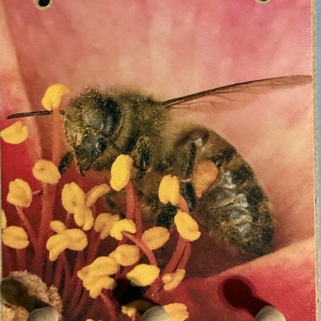 Bee on Red Flower Peg Hook