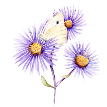 'Cabbage White' Greeting Card Notelet