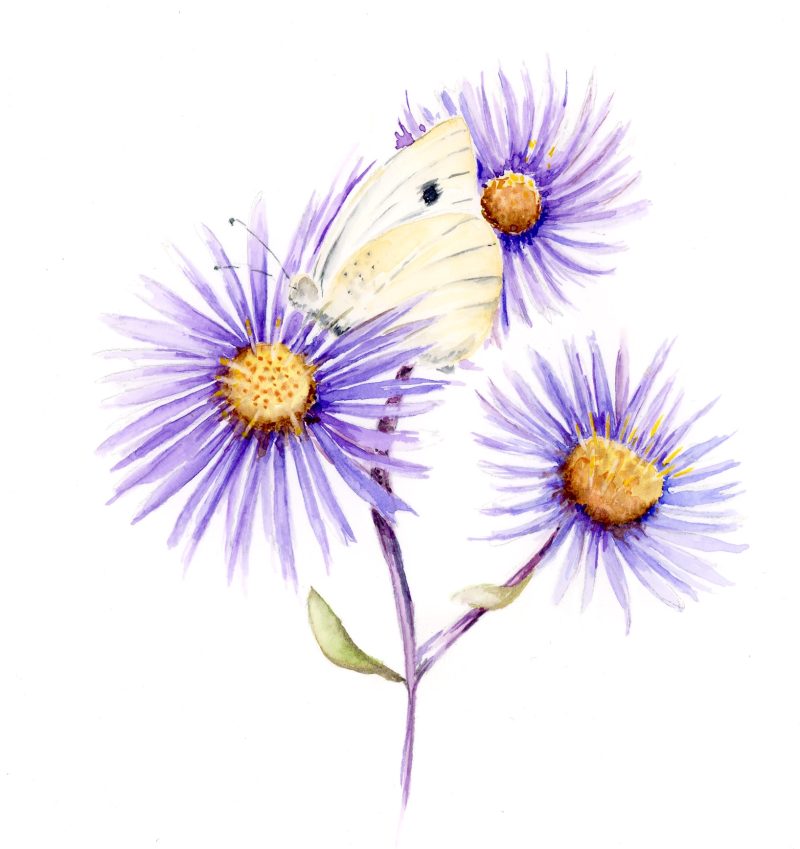 'Cabbage White' Greeting Card Notelet
