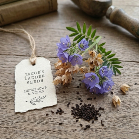Hand-Harvested Jacob’s Ladder Seeds (Polemonium caeruleum)
