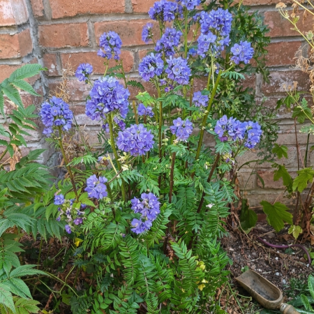 Hand-Harvested Jacob’s Ladder Seeds (Polemonium caeruleum)