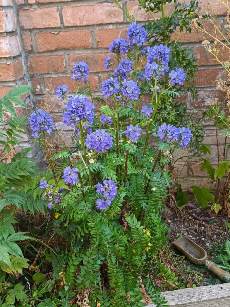 Hand-Harvested Jacob’s Ladder Seeds (Polemonium caeruleum)