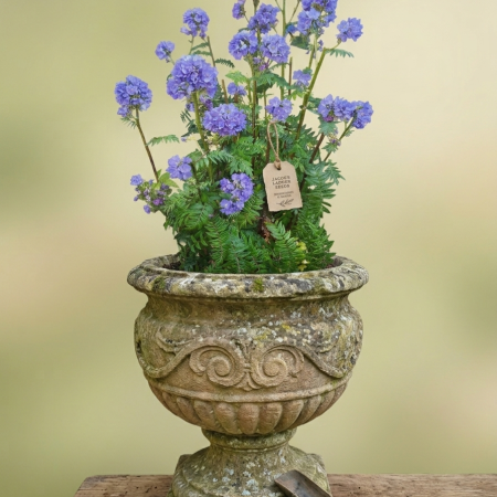 Hand-Harvested Jacob’s Ladder Seeds (Polemonium caeruleum)