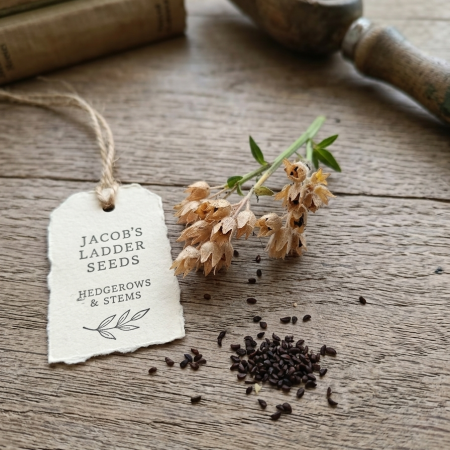 Hand-Harvested Jacob’s Ladder Seeds (Polemonium caeruleum)
