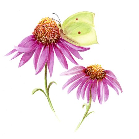 'Green Hairstreak' Greeting Card Notelet