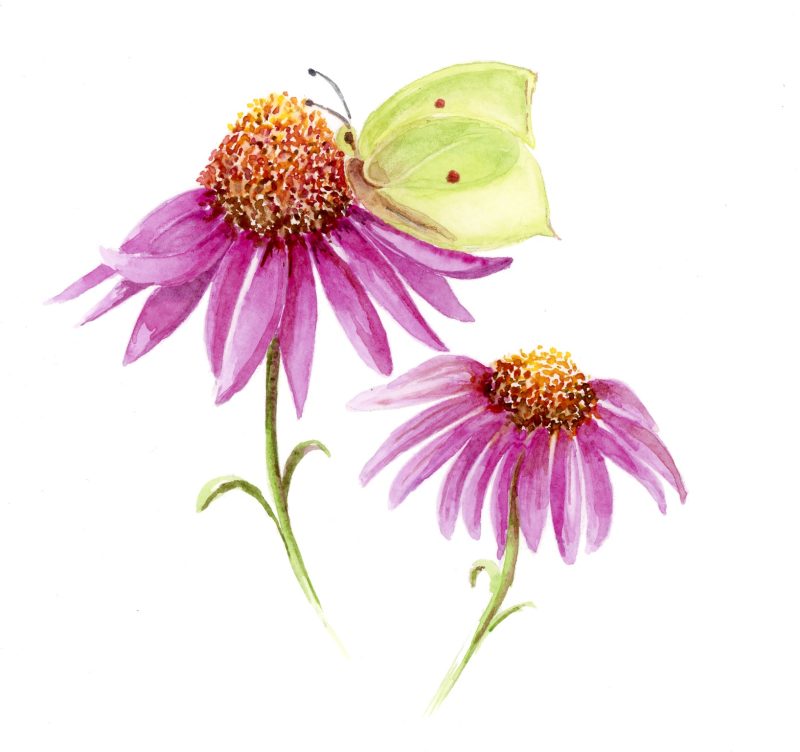 'Green Hairstreak' Greeting Card Notelet
