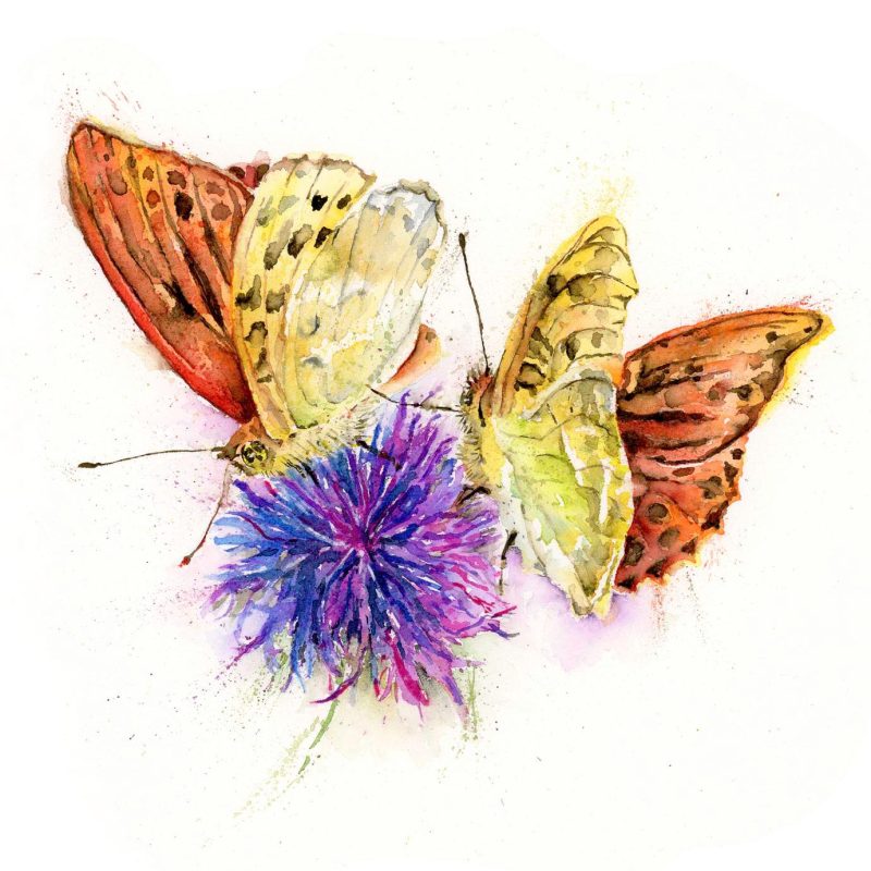 ‘Fabian & Felicity’ High Brown Fritillaries Greeting Card