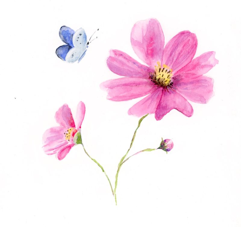 ‘Common Blue’ Greeting Card Notelet