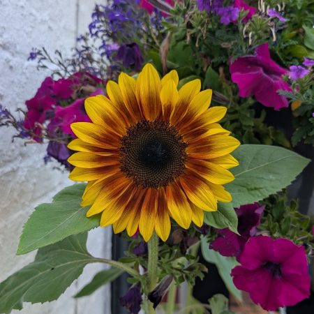 Ring of fire sunflower