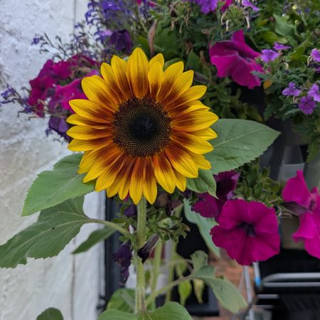 Ring of fire sunflower