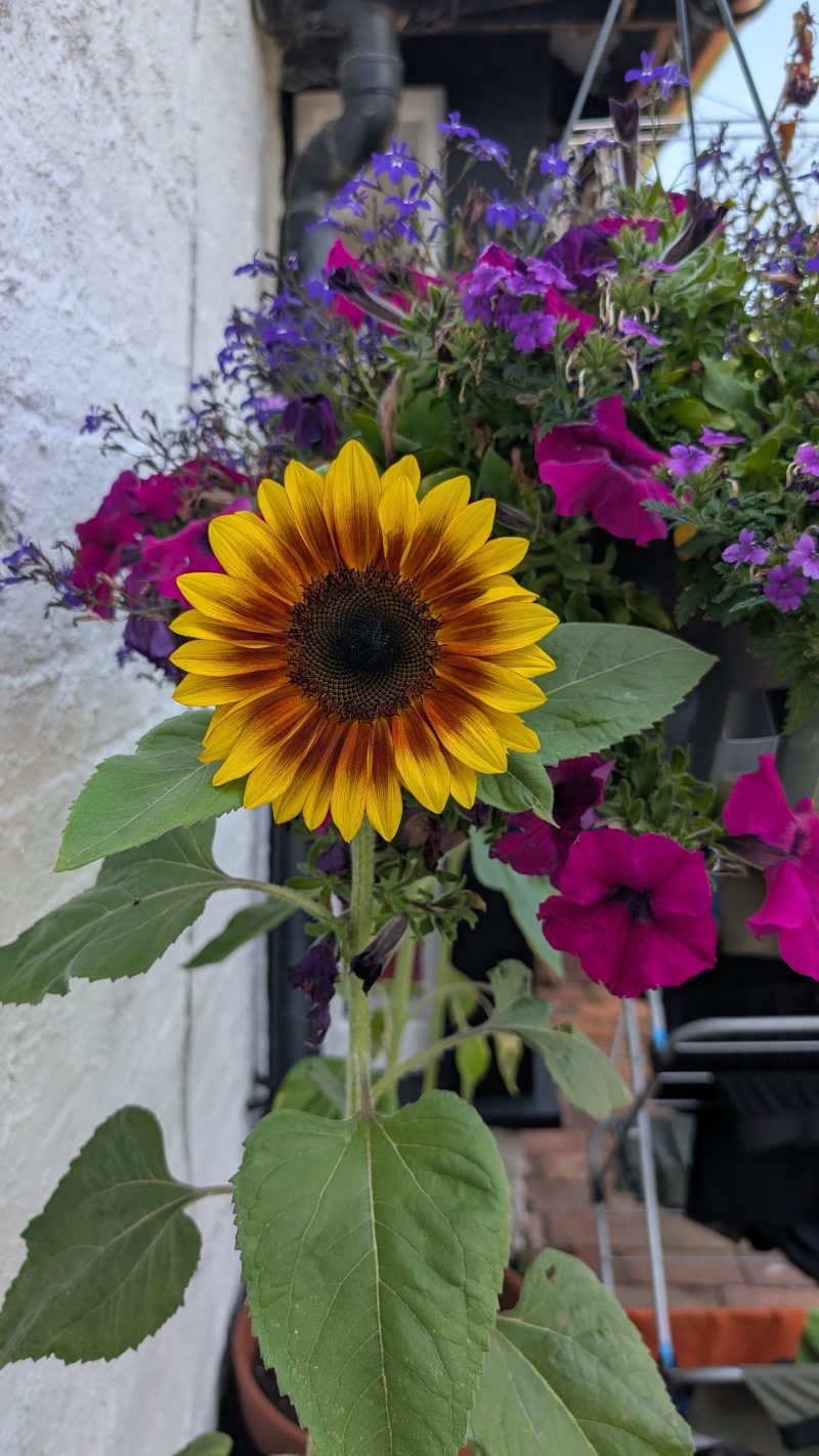 Ring of fire sunflower