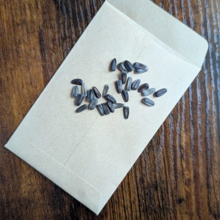 Ring of fire sunflower seeds
