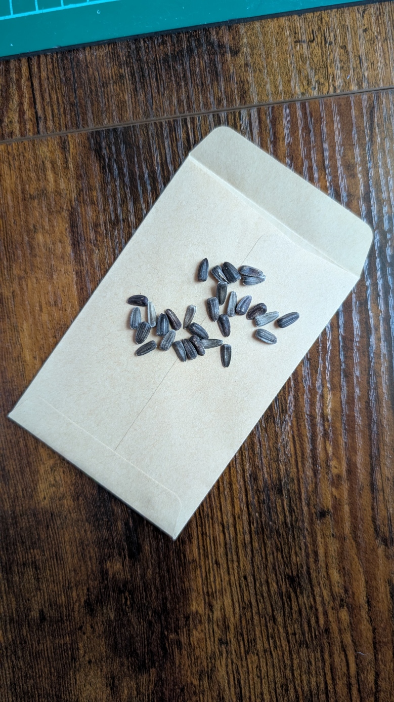 Ring of fire sunflower seeds