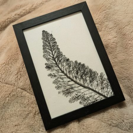 Single leaf print framed 7x5