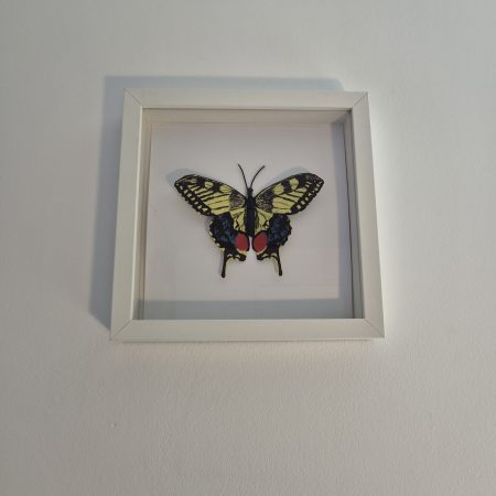Original Papercraft Specimen-style - Swallowtail Butterfly