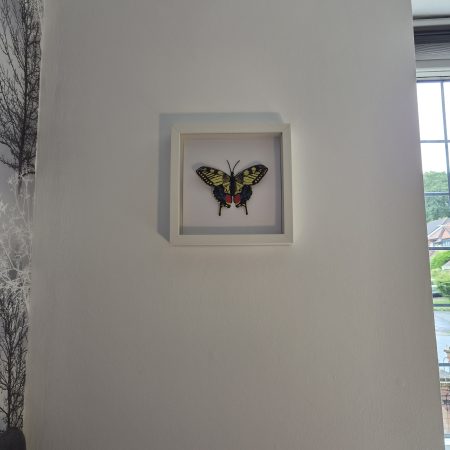 Original Papercraft Specimen-style - Swallowtail Butterfly
