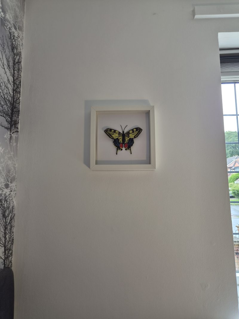 Original Papercraft Specimen-style - Swallowtail Butterfly