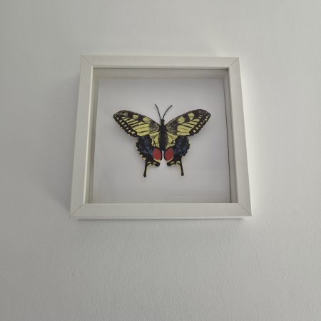 Original Papercraft Specimen-style - Swallowtail Butterfly