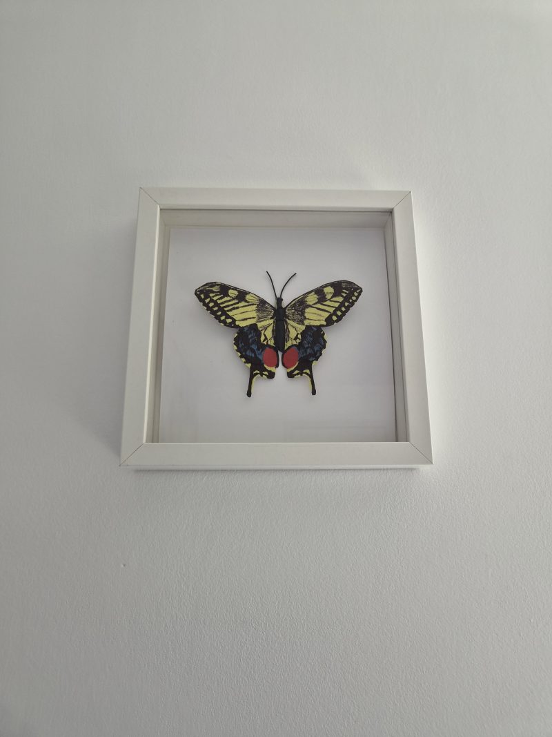 Original Papercraft Specimen-style - Swallowtail Butterfly