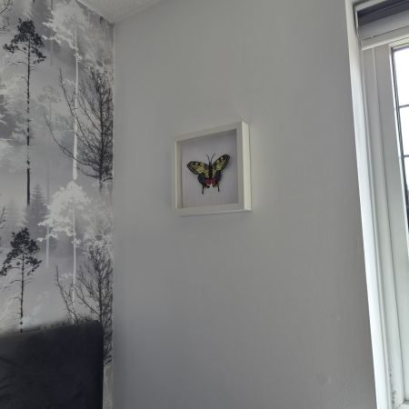 Original Papercraft Specimen-style - Swallowtail Butterfly