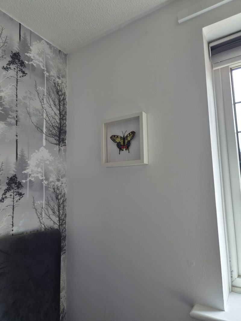 Original Papercraft Specimen-style - Swallowtail Butterfly