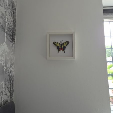 Original Papercraft Specimen-style - Swallowtail Butterfly