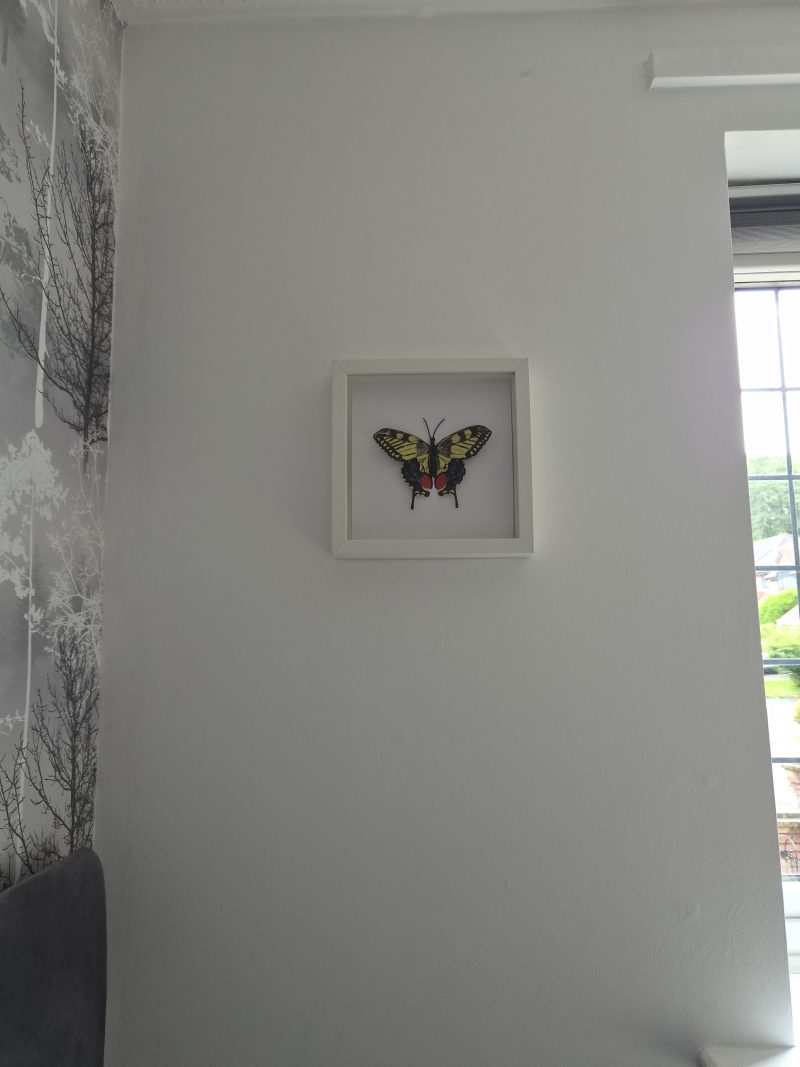 Original Papercraft Specimen-style - Swallowtail Butterfly
