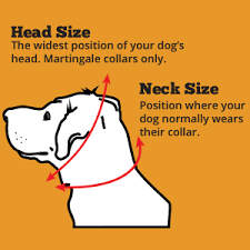 Sighthound/Dog ID tag collar/House collar adjustable