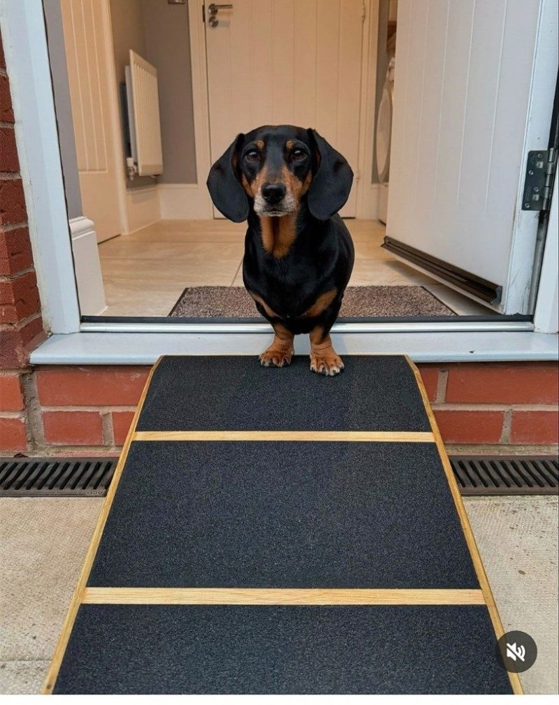 16cm H x 40cm W x 40cm L base Unique Pet Ramp/Non-Slip for Outdoor Steps