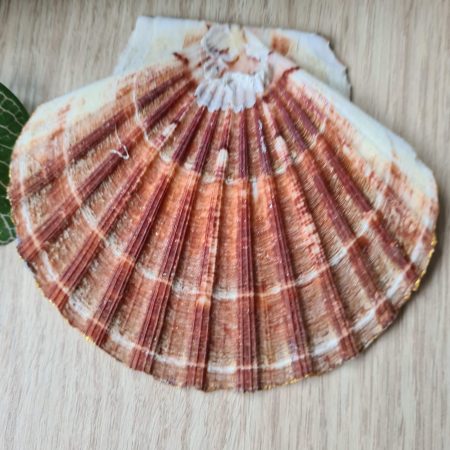 Scallop shell trinket dish poppy and cornflower design gold edges